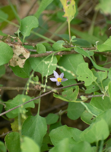 Solanum cordatum