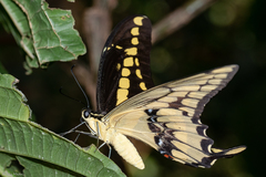 Heraclides thoas brasiliensis
