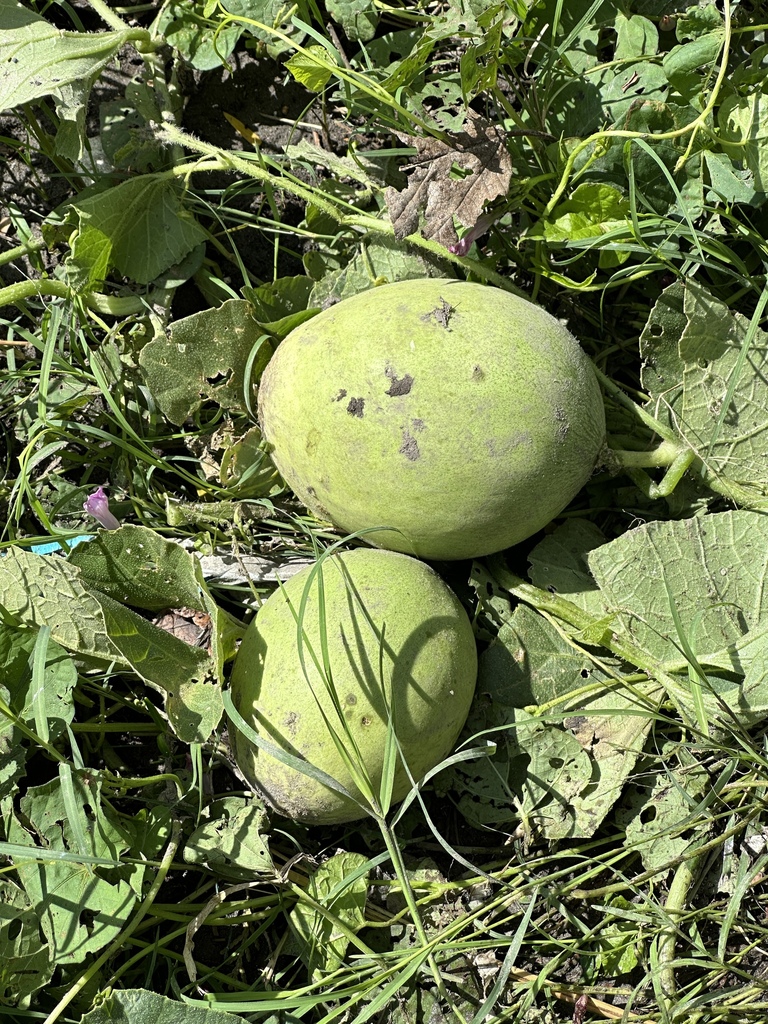 Cucumis melo, Avenida Doctor Ignacio Morones Prieto, Monterrey, N.L., MX