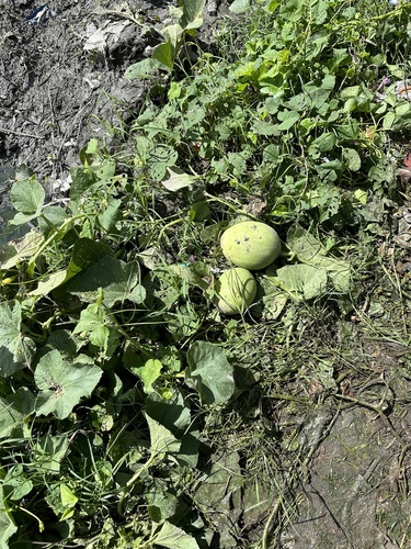 Cucumis melo