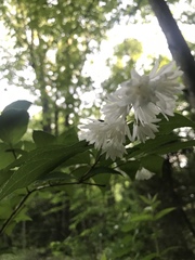 Deutzia