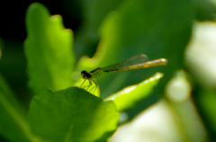 Ischnura capreolus