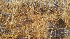 Oncosiphon pilulifer