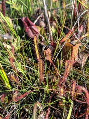 Drosera linearis