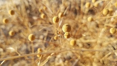 Oncosiphon pilulifer