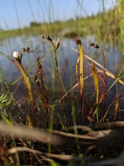 Drosera linearis