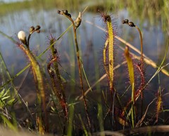 Drosera linearis