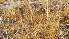 Oncosiphon pilulifer