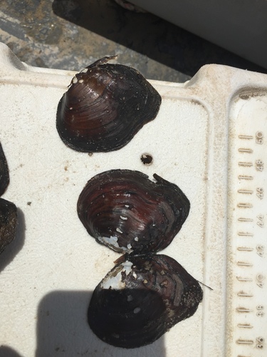 Quadrula nobilis