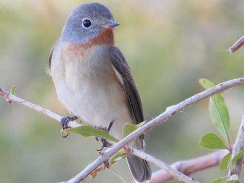 Red-breasted flycatcher