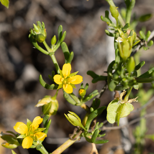 Shrubby Twinleaf (Roepera aurantiaca)
