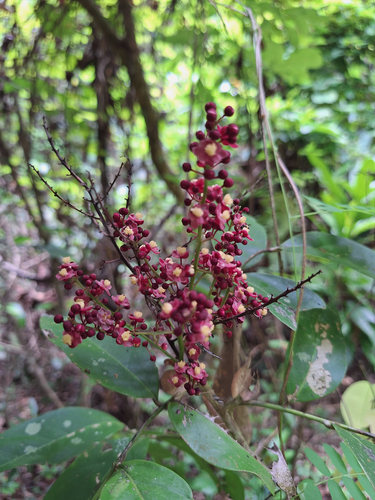 Lepisanthes fruticosa observed 2024-10-21