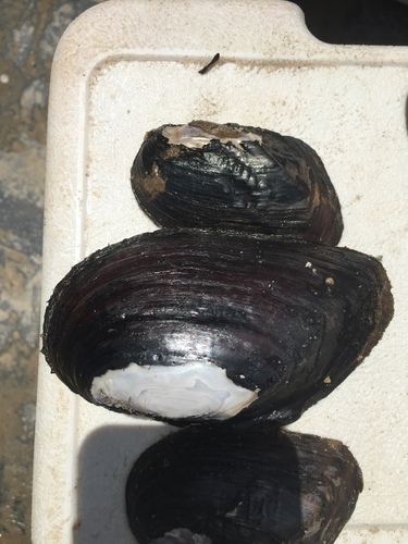 Elliptio crassidens