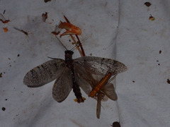 Orohermes crepusculus