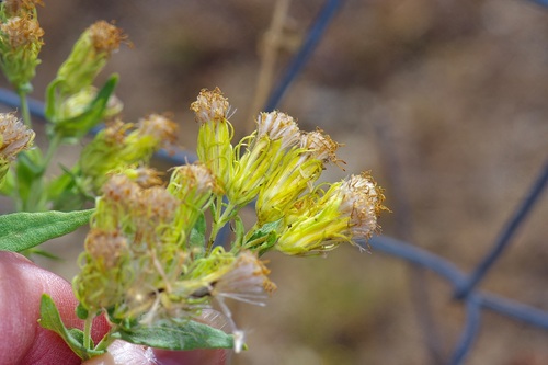 Image of Brickellia macranthra by (c) Michelle W. （鍾偉瑋）, some rights reserved (CC BY)