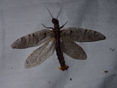 Orohermes crepusculus