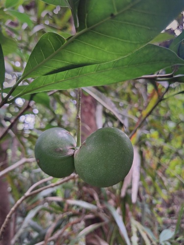 Voacanga globosa observed 2024-10-21