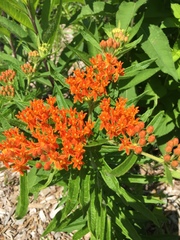Asclepias tuberosa