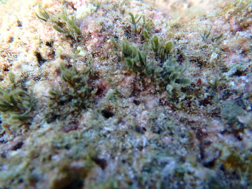 Pterocladiella caerulescens observed 2024-10-20