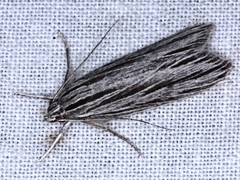 Leistarcha scitissimella