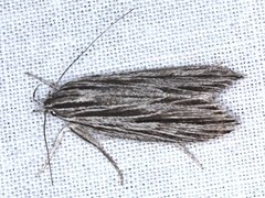 Leistarcha scitissimella