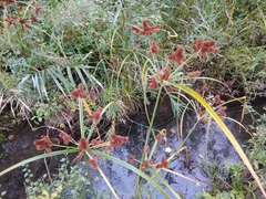 Cyperus glomeratus