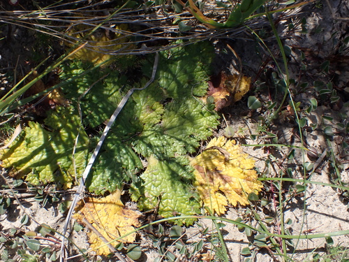 Image of Arctopus echinatus by (c) Eugene Hahndiek, some rights reserved (CC BY-SA)