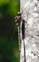 Aeshna canadensis