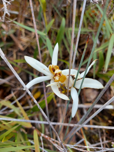 Coelogyne palawanensis Ames