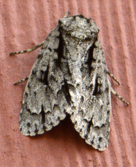 Acronicta lobeliae