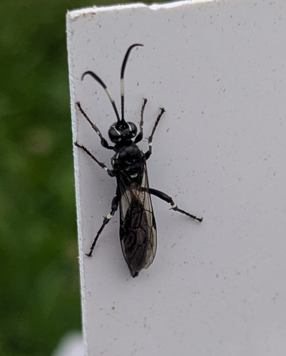 Coelichneumon desinatorius