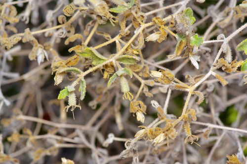 Image of Stick-Leaf (Mentzelia oligosperma) by (c) Michelle W. （鍾偉瑋）, some rights reserved (CC BY)