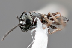 Pseudometagea schwarzii