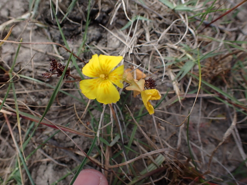 Image of Sebaea solaris by (c) Eugene Hahndiek, some rights reserved (CC BY-SA)