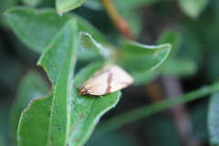 Clepsis moeschleriana