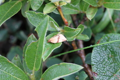 Clepsis moeschleriana