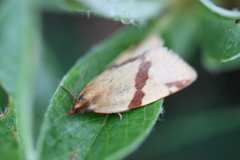 Clepsis moeschleriana