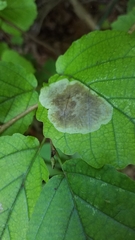 Cameraria hamameliella