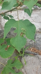 Broussonetia papyrifera