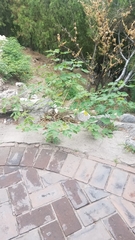 Broussonetia papyrifera