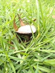 Agaricus