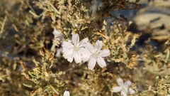 Stephanomeria exigua