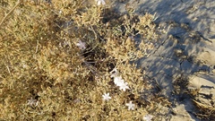 Stephanomeria exigua