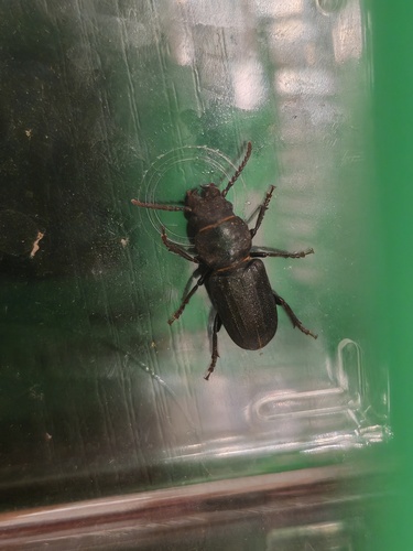 Black Longicorn Beetle