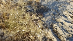 Stephanomeria exigua