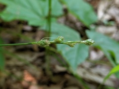 Carex divulsa