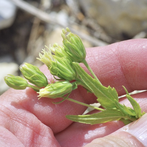 Image of Brickellia macranthra by (c) Michelle W. （鍾偉瑋）, some rights reserved (CC BY)