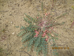 Astragalus longipetalus