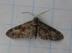 Eupithecia anticaria