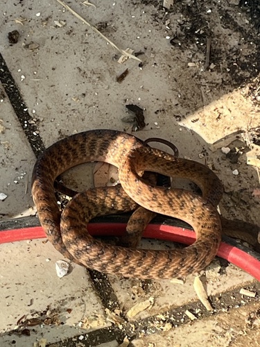 Brown Tree Snake sighting